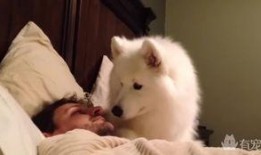 小狗技能爆料怎么做的视频,轻松制作视频教程攻略